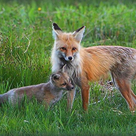 Fox Den Lodge West Yellowstone Luaran gambar